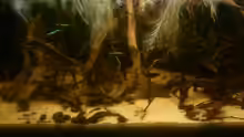 Aquarium Kleines Rio Negro Imitat
