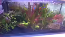 Aquarium kleines