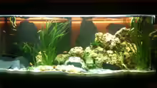 Aquarium Komplett