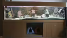 Aquarium komplett