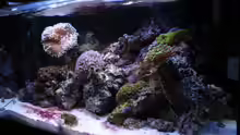 Aquarium Koral karang