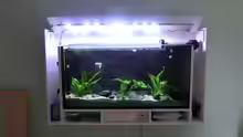 Aquarium Küchen Flatscreen Wandaquarium aufgelöst