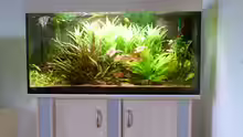 Aquarium L-Design Bondo