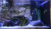 Aquarium Lake Malawi 2.0