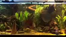 Aquarium Lars 900l
