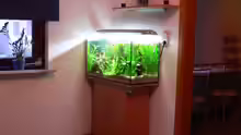 Aquarium Lars` Becken