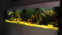 Aquarium Latin Dream