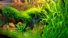 Aquarium little green hell