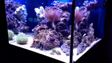 Aquarium Little Sea