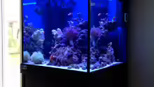 Aquarium Little Sea