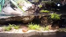 Aquarium Low tech Riparium