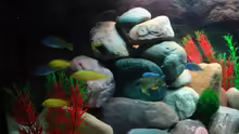 Aquarium Malawi 200 Liter