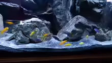 Aquarium Malawi 450