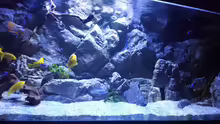 Aquarium Malawi african sea or "Der Mühe Lohn"
