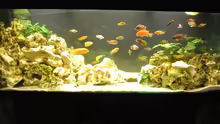 Aquarium Malawi Barsche