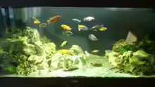 Aquarium Malawi Barsche