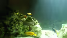 Aquarium Malawi Barsche