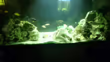 Aquarium Malawi Barsche