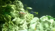 Aquarium Malawi Barsche