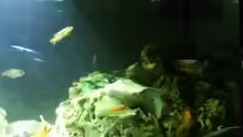 Aquarium Malawi Barsche