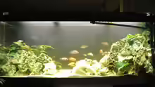 Aquarium Malawi Barsche