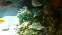 Aquarium Malawi Barsche