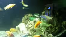 Aquarium Malawi Barsche