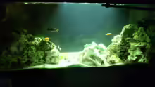 Aquarium Malawi Barsche