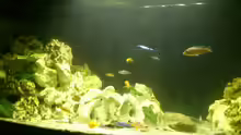 Aquarium Malawi Barsche