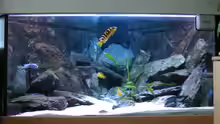 Aquarium Malawi Becken (aktuell nicht in Betrieb)
