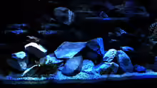 Aquarium Malawi Becken