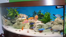 Aquarium Malawi Juwel