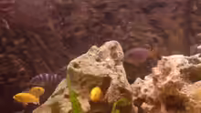 Aquarium Malawi MBunas