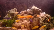 Aquarium Malawi MBunas