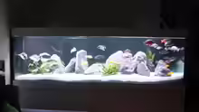 Aquarium Malawi Non-Mbuna