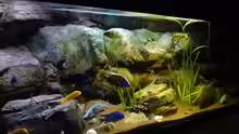 Aquarium Malawi rough shore (Nur noch als Beispiel)