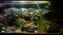 Aquarium Malawi rough shore (Nur noch als Beispiel)