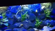 Aquarium MALAWI TANK