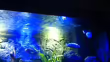 Aquarium MALAWI TANK