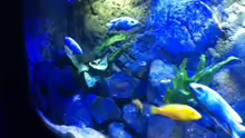 Aquarium MALAWI TANK