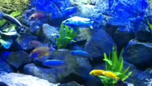 Aquarium MALAWI TANK