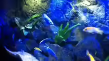 Aquarium MALAWI TANK