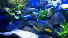 Aquarium MALAWI TANK