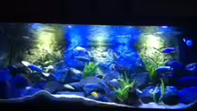 Aquarium MALAWI TANK