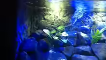 Aquarium MALAWI TANK