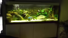 Aquarium Malawi Traum ( nicht mehr vorhanden)