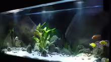 Aquarium Malawi TV (nur noch als Beispiel)