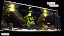 Aquarium Malawi TV (nur noch als Beispiel)