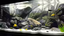 Aquarium Malawi Wohnzimmer (aufgelöst)