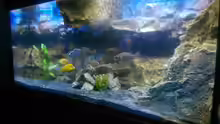 Aquarium Malawi